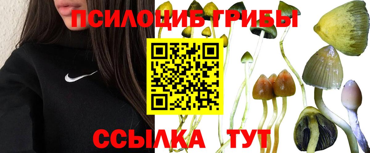 Туапсе  Псилоцибиновые грибы Psilocybe  Вход с VPN 